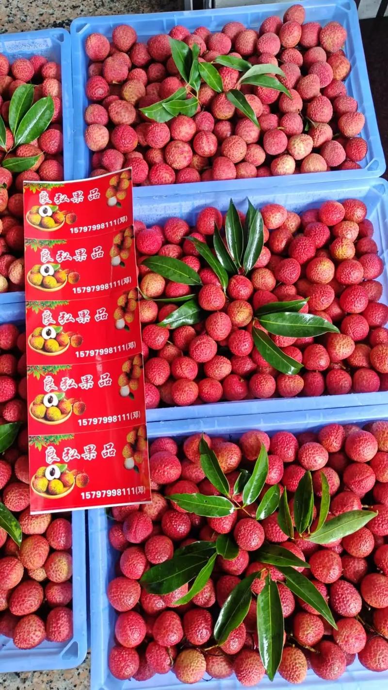 良弘果品今晚继续到顶级精品白糖罂和妃子笑荔枝,虽然行情有点乱